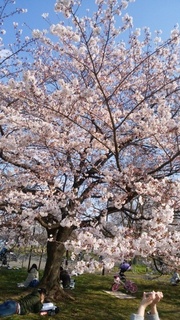 桜01.jpg